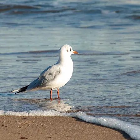 Haus Baltic App 28 - Seeblick, Zentral, Fahrstuhl Und Wenige Minuten Zum *