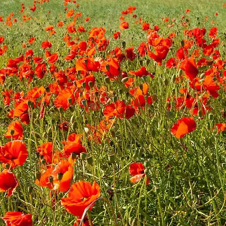 Haus Baltic App 28 - Seeblick, Zentral, Fahrstuhl Und Wenige Minuten Zum アパート ゼリン