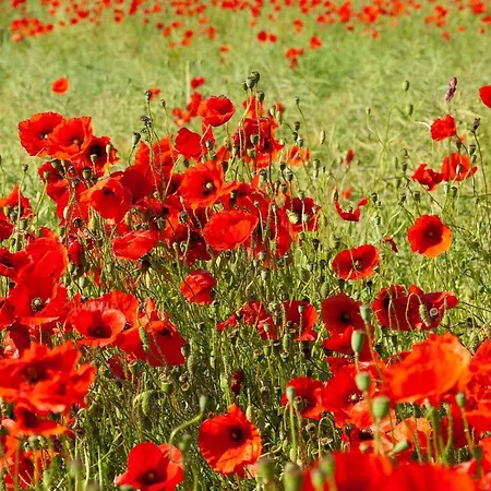 Haus Baltic App 28 - Seeblick, Zentral, Fahrstuhl Und Wenige Minuten Zum *